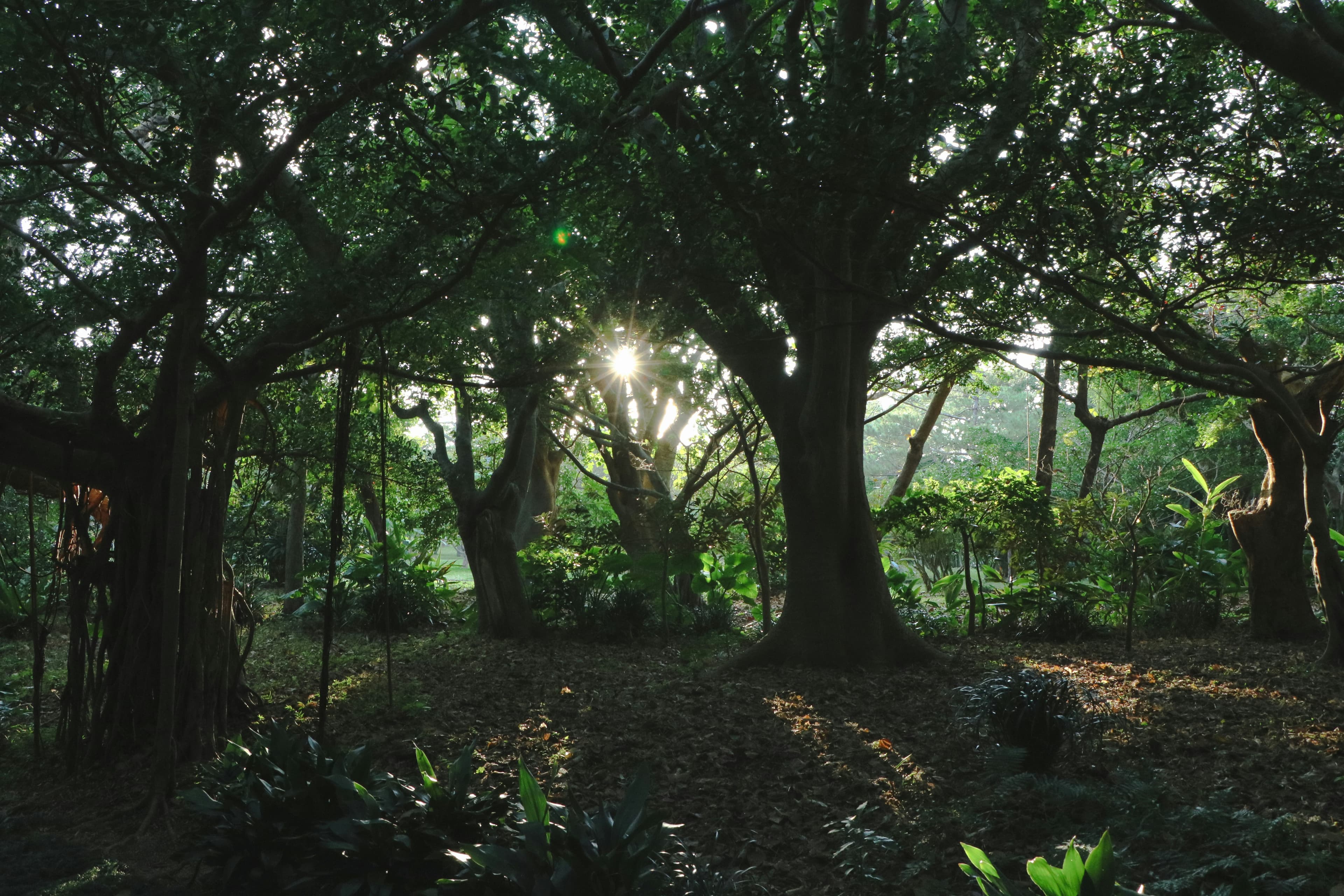 Yanbaru forest light, on film.